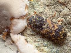 Synchita variegata