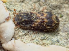 Synchita variegata