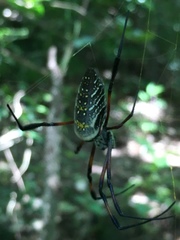 Trichonephila inaurata