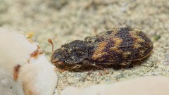 Synchita variegata