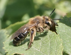 Andrena barbilabris