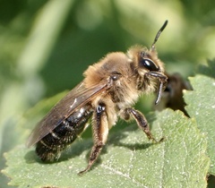 Andrena barbilabris