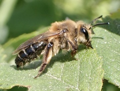 Andrena barbilabris
