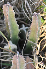 Stapelia grandiflora