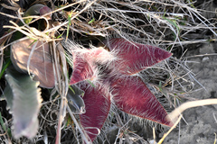 Stapelia grandiflora