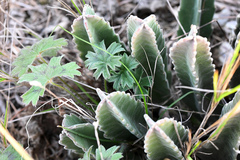 Stapelia grandiflora