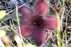 Stapelia grandiflora