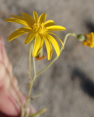 Osteospermum microcarpum