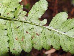 Athyrium arisanense