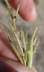 Osteospermum microcarpum