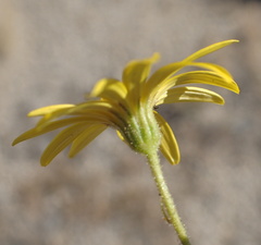 Osteospermum microcarpum
