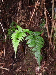 Athyrium arisanense