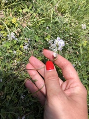 Oxytropis dasypoda