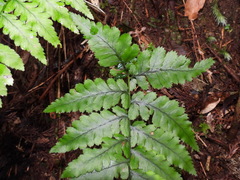 Athyrium arisanense