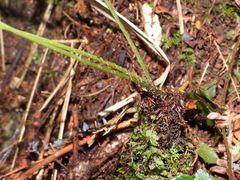 Athyrium arisanense