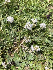 Oxytropis dasypoda