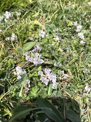 Oxytropis dasypoda