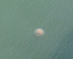 Rhopilema verrilli