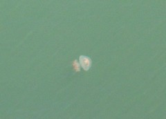 Rhopilema verrilli