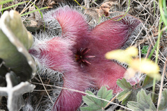 Stapelia grandiflora