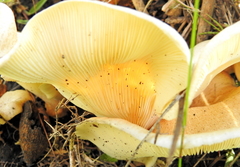 Lentinus sajor-caju