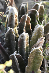 Stapelia grandiflora