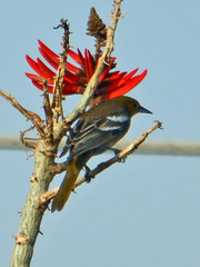 Icterus bullockii