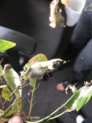 Epicorsia oedipodalis