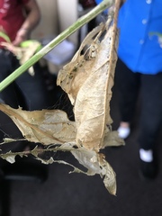 Epicorsia oedipodalis