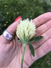Trifolium canescens
