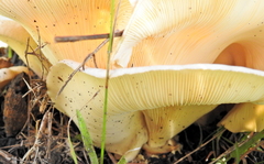 Lentinus sajor-caju