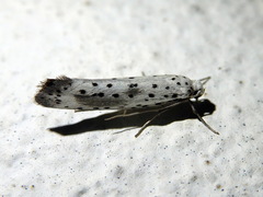 Yponomeuta irrorellus