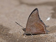Charaxes brainei