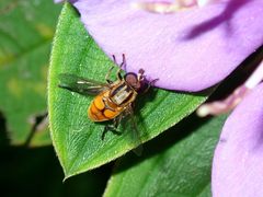 Mesembrius bengalensis