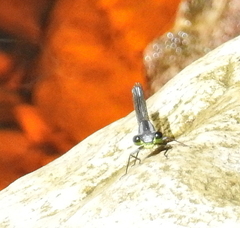 Pseudagrion furcigerum