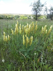 Astragalus asper