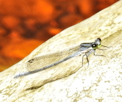 Pseudagrion furcigerum