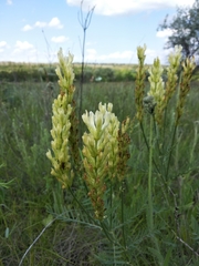 Astragalus asper