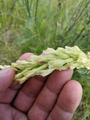 Astragalus asper