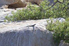 Petrosaurus thalassinus