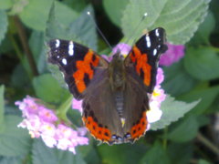 Vanessa vulcania