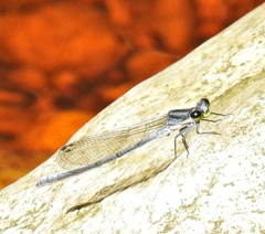 Pseudagrion furcigerum