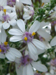 Olearia lepidophylla