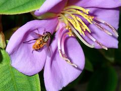 Mesembrius bengalensis