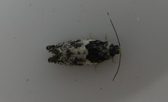 Gypsonoma adjuncta