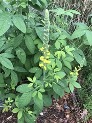 Sophoreae
