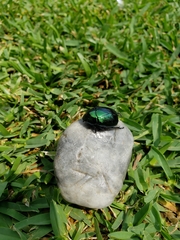 Macraspis rufonitida