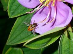 Mesembrius bengalensis