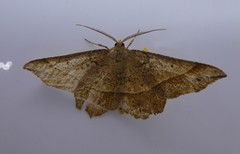 Euchlaena tigrinaria