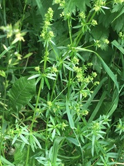 Galium mollugo